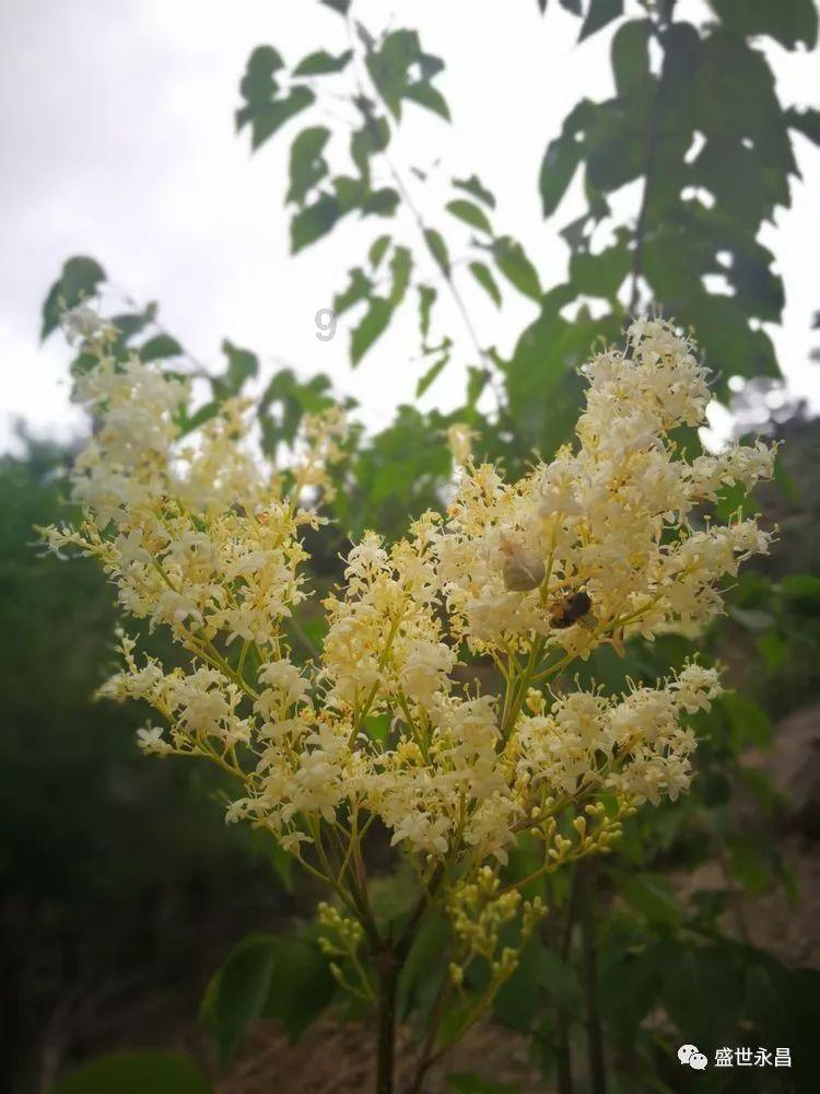 植物大战僵尸7